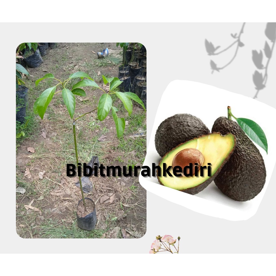 Bibit Buah Alpukat Hass