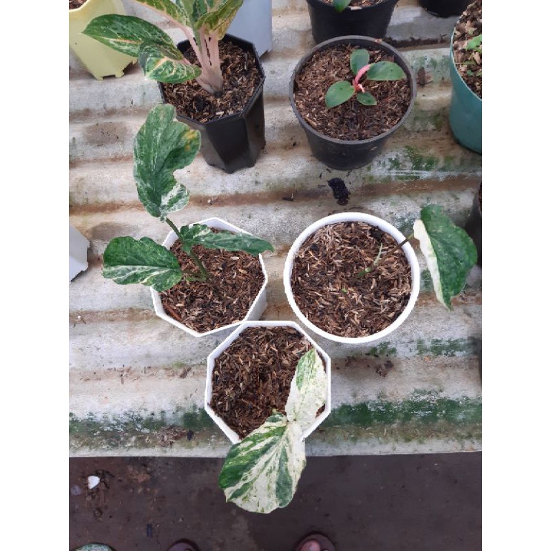 Tanaman hias philodendron amydrium