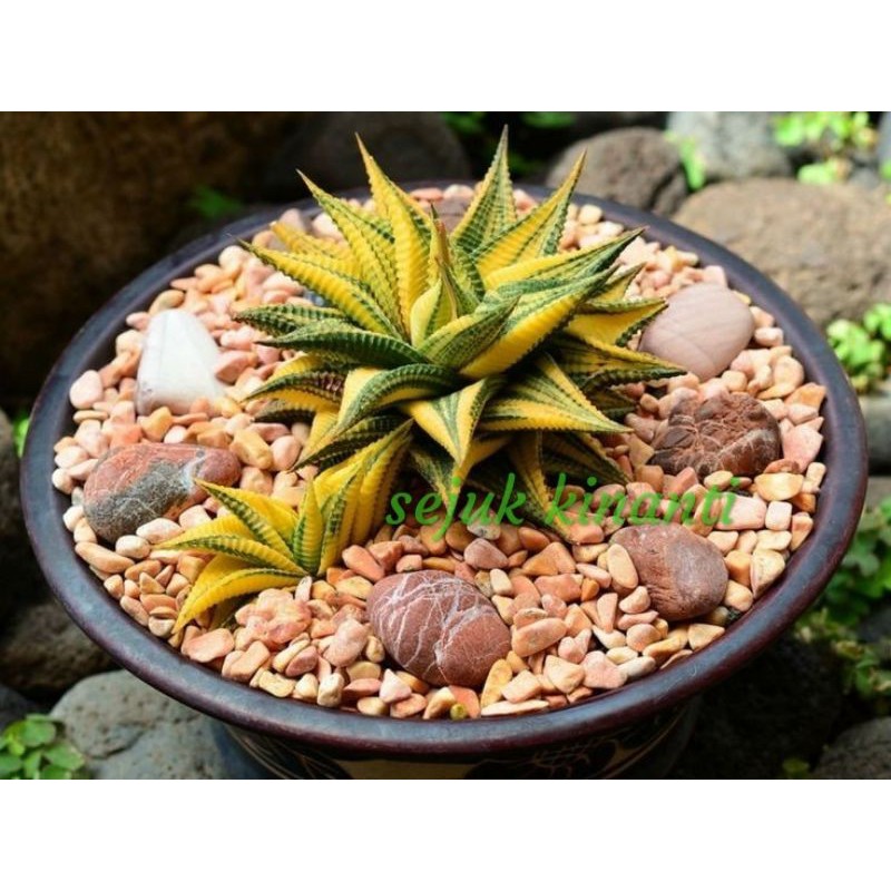 haworthia limifolia varigata ( haworthia agave )