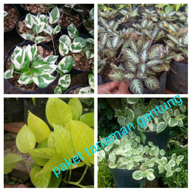 Paket tanaman hias gantung - tanaman hias rambat - tanaman hias pot gantung