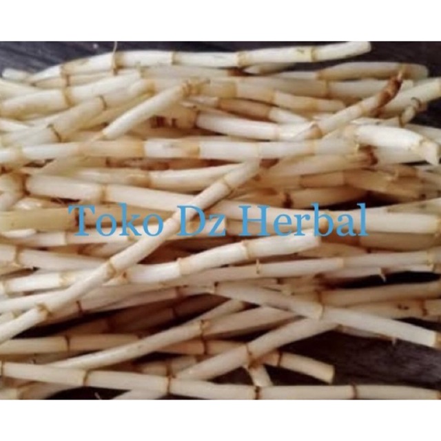 

Paket 500 gram akar alang alang ilalang segar Fresh-az