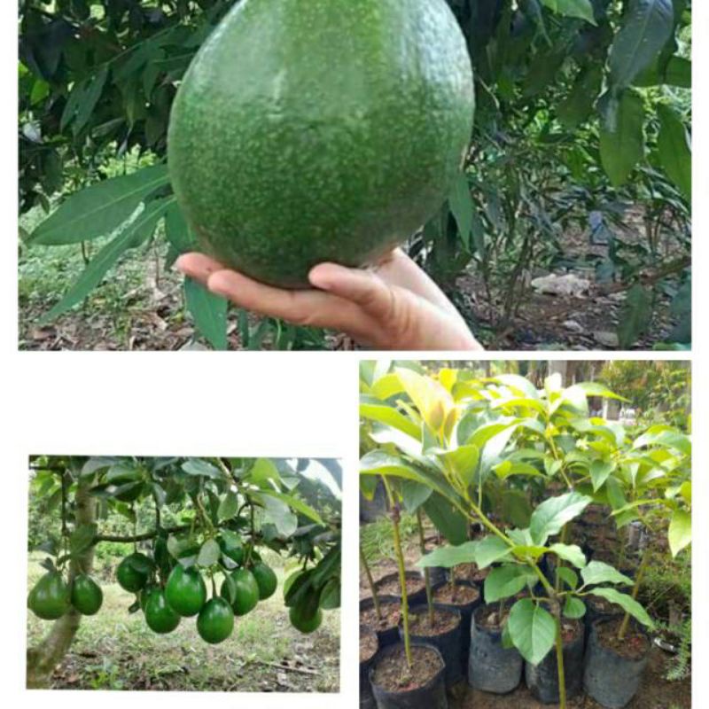 bibit alpukat markus bibit tanaman alpukat markus