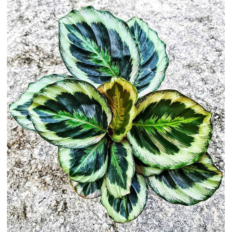 Calathea Marion import ( tanaman hias calathea marion )