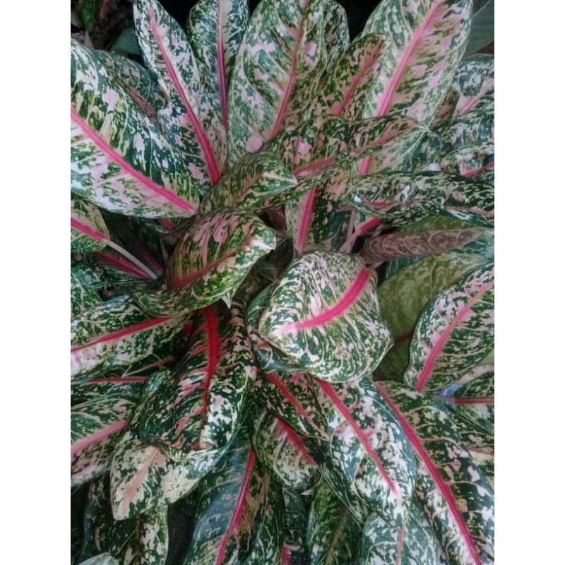 Anakn Dona carmen( Mutasi )Aglonema.tanaman hias/bunga