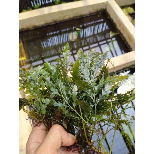 bolbitis heudelotii tanaman aquascape