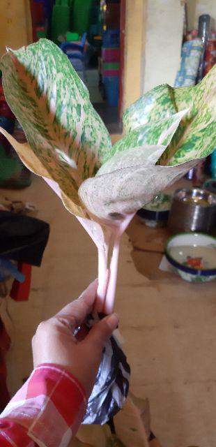 Aglonema Big Roy / Lulaiwan Ukuran Besar / Tananaman Hias Big Roy