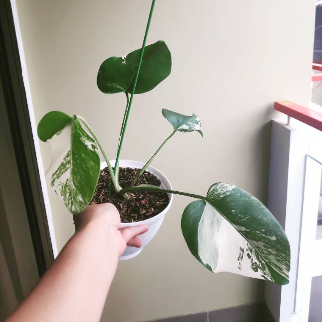 Monstera Variegata Remaja Flag Shopee Indonesia