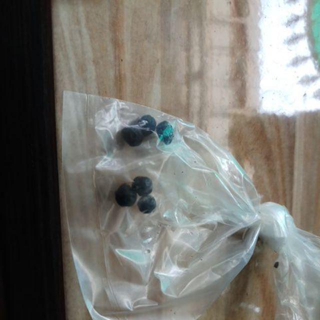 Bibit Biji Palem Merah Lipstick Palm