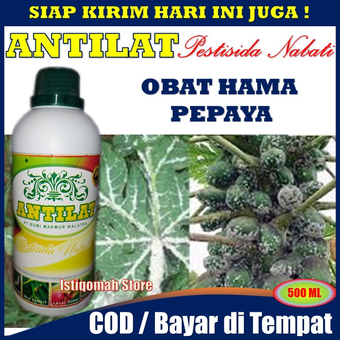 ANTILAT Pestisida Nabati untuk Pepaya - Obat Hama Daun Papaya - Obat Hama Tanaman Papaya - Obat Hama Putih Pada Papaya - Obat Hama Kutu Putih Pada Papaya - Obat Pembasmi Hama Papaya - Obat Hama Pohon &amp; Buah Papaya - Racun Hama Papaya California AMPUH