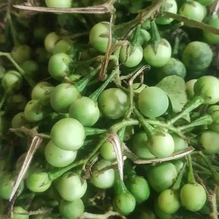 Jual RIMBANG LEUNCA TEKOKAK CENGKOKAK BUAH BUAT SAYURAN SEGAR PETIK ...