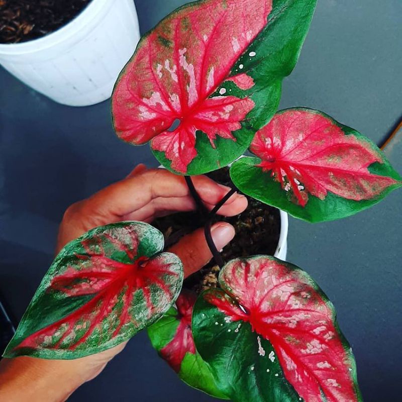 Red Clone Caladium
