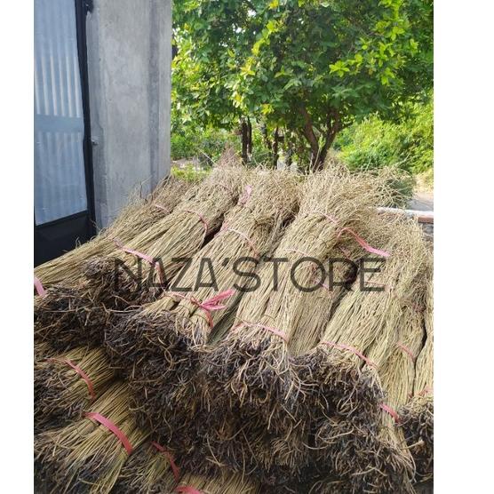 GROSIR AKAR MANON ISI 100BATANG/AKAR MENTAU /AKAR MANON DEKORASI sale