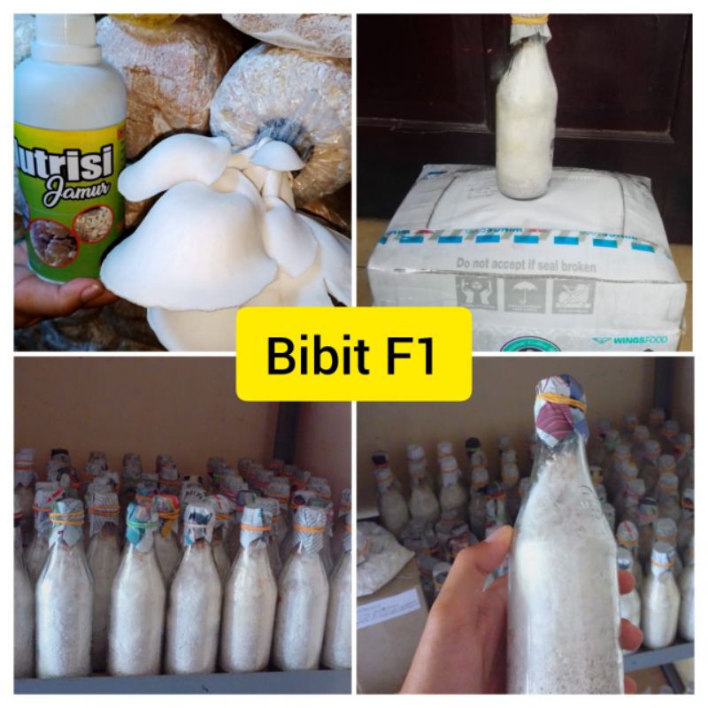 Bibit F1 jamur Tiram putih