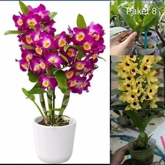 Anggrek Murah Paket 1 Remaja Nobile Ungu dan 1 Seedling Nobile Kuning