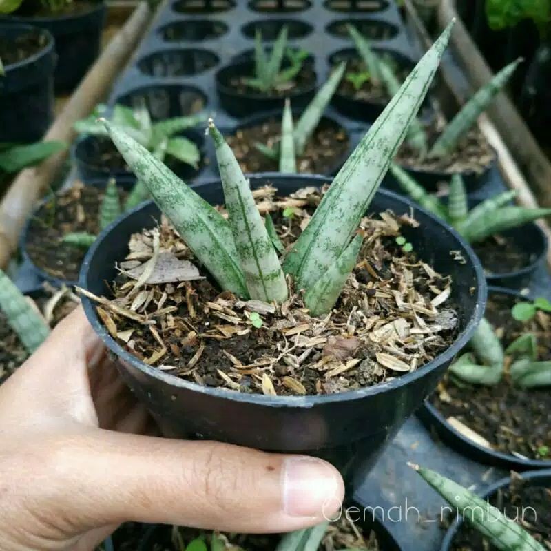 TANAMAN HIAS SANSIVERA BONCEL - SANSIVERA MINI