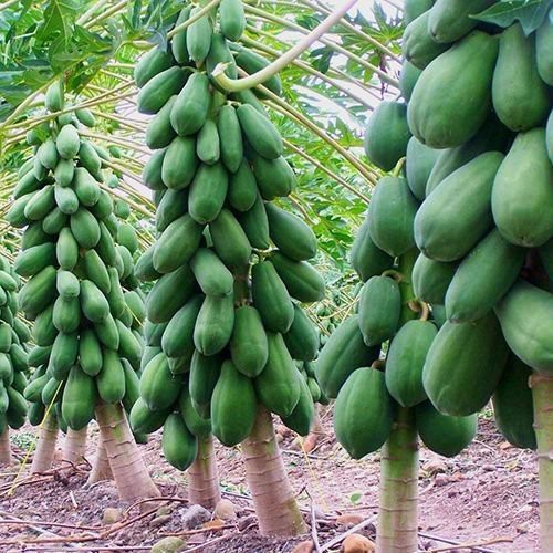 5 Benih Bibit Pepaya California F1 IPB Asli Calina Hibrida Super Pohon Pendek Cepat Berbuah Unggul-3