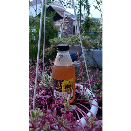 

[ Best ] Madu Trigona Asli 100%
