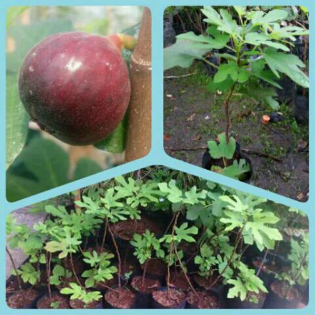 Bibit buah tin merah