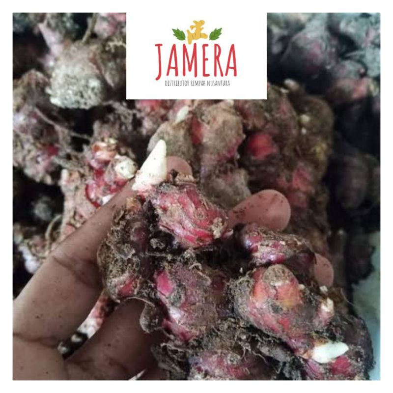 Bibit Jahe Merah Super Medan 1 kg Tua Bertunas