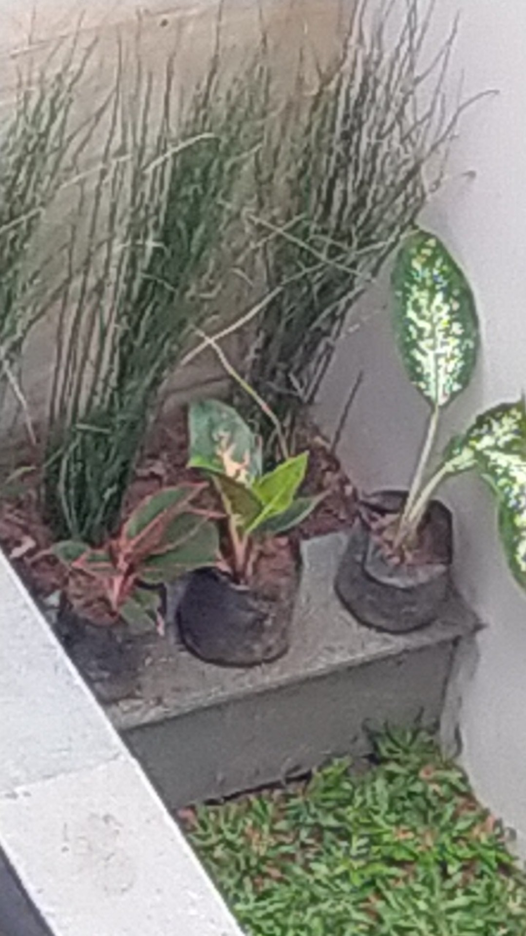 Promo Aglonema Kocin Ukuran Remaja - Tanaman Hias - Aglonema Kocin Dewasa.