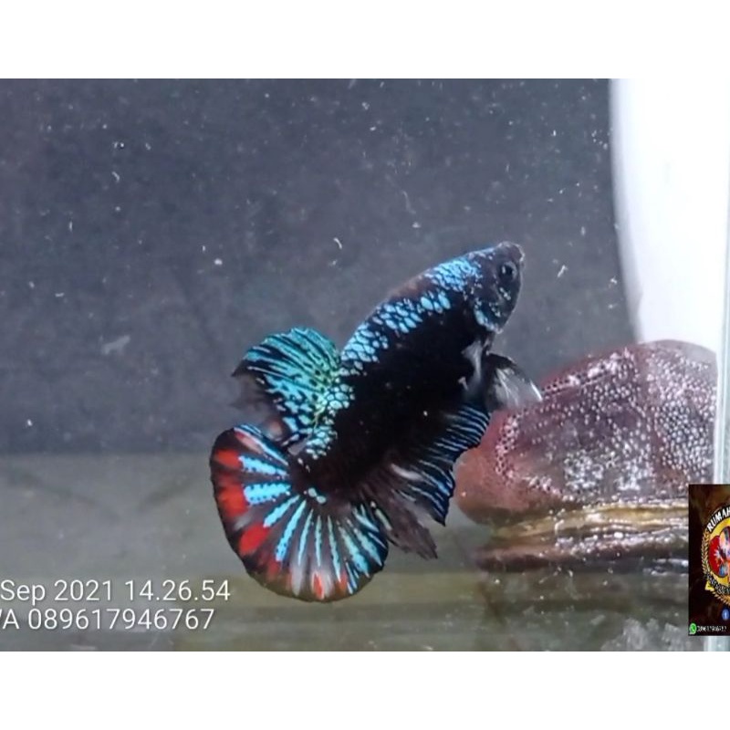 IKAN CUPANG AVATAR GORDON MALE REAL VIDEO