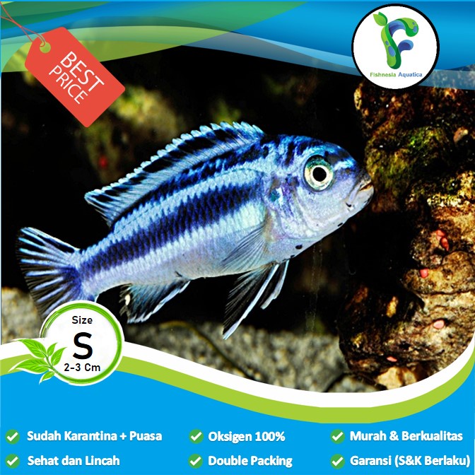 Jual Ikan Hias Aquascape Johani Cichlid Johani Siklid Shopee Indonesia