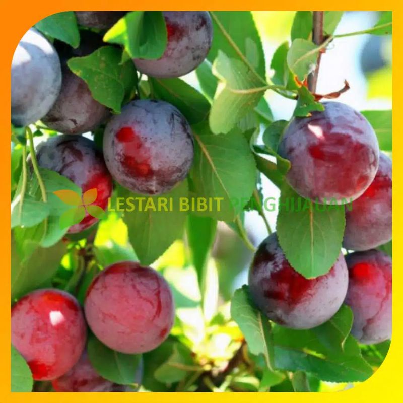 Bibit buah plum Aussie/buah plum