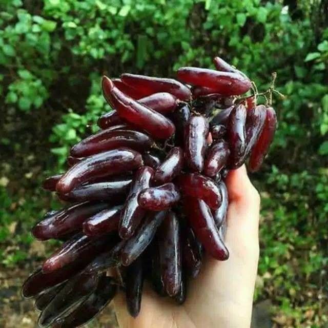 bibit anggur import jari