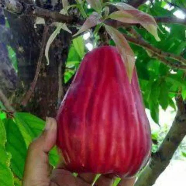 Bibit Jambu Air Jamaika