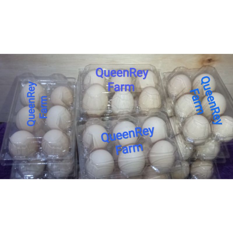 

Quuenreyfarm" telur ayam kampung organik