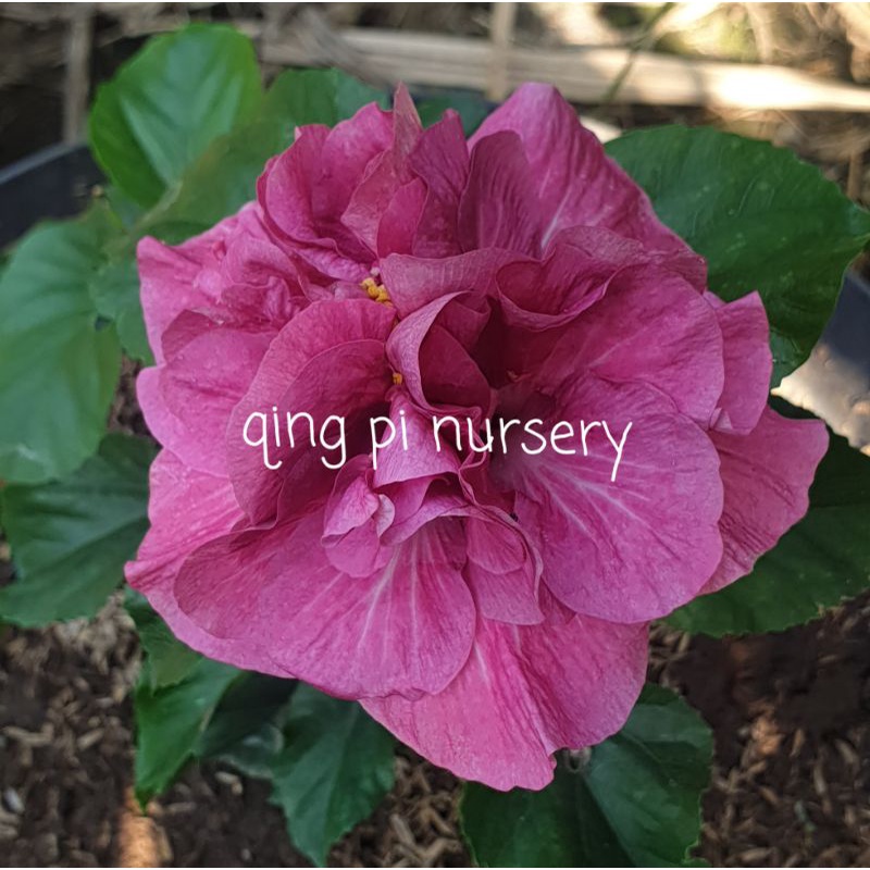 bunga sepatu import tumpuk pink tumpuk