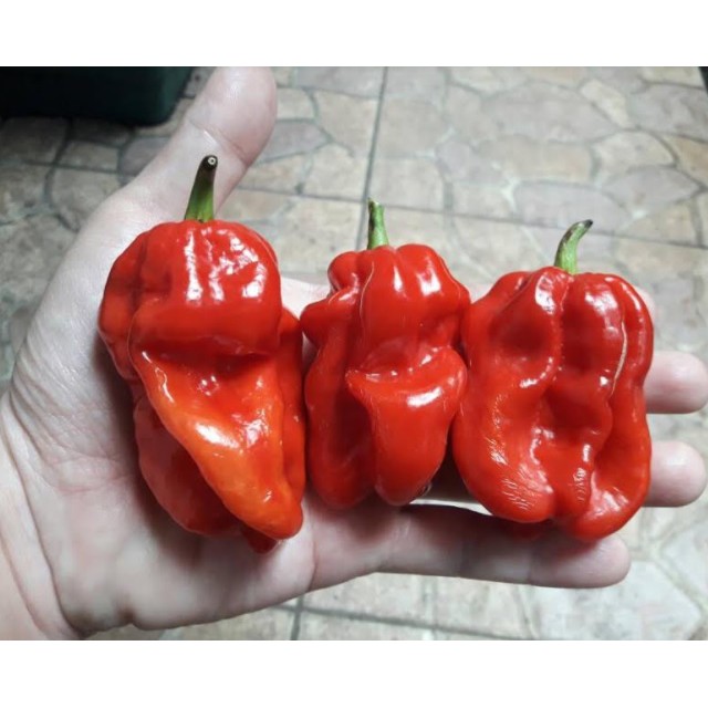 Benih Cabe Katokkon Super (Besar)