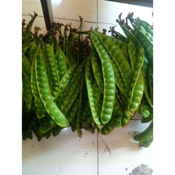 

Petai Asli Dari Perdesaan