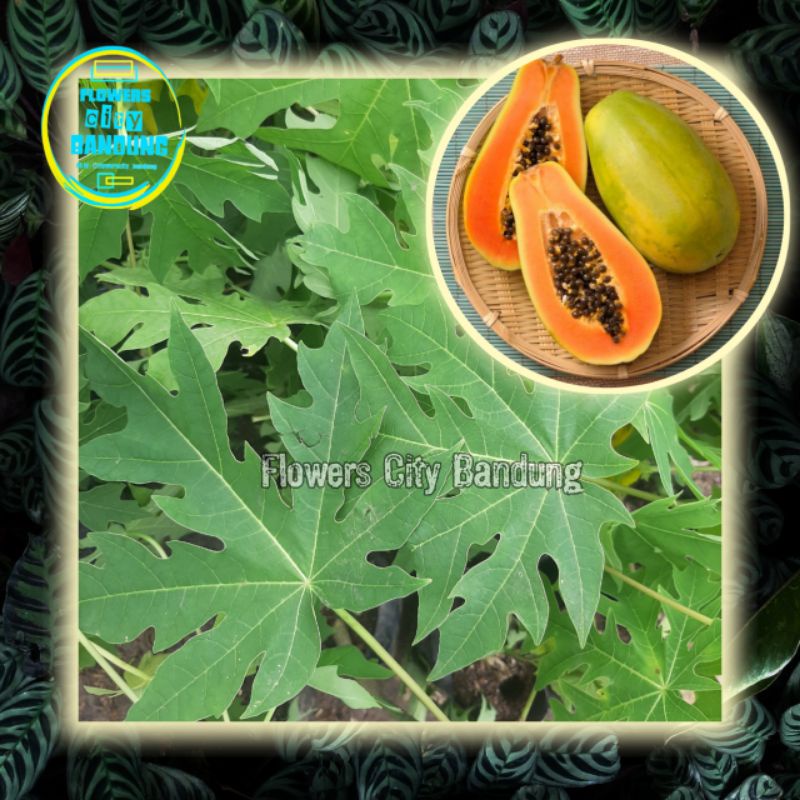 Bibit Pohon Pepaya California