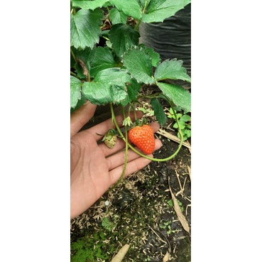 Bibit Strawberry Rosalinda Original