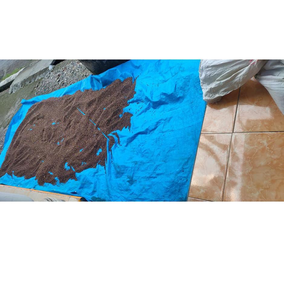 [Original] Benih Kangkung Curah Sudah Poles