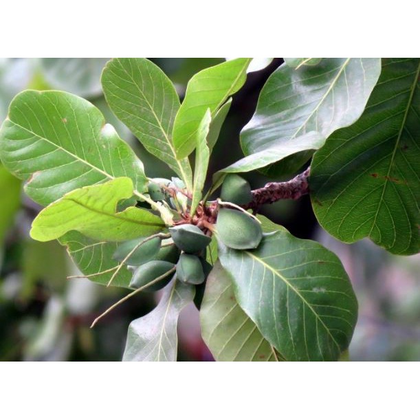 Biji Ketapang - Buah Kuning