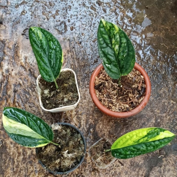PROMO monstera karstenianum variegata 1 daun pancing ekonomis