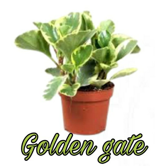 PAKET Hemat 4 JENIS TANAMAN HIAS PEPEROMIA Golden gate,Red edge,Peperomia rainbow,Water melon