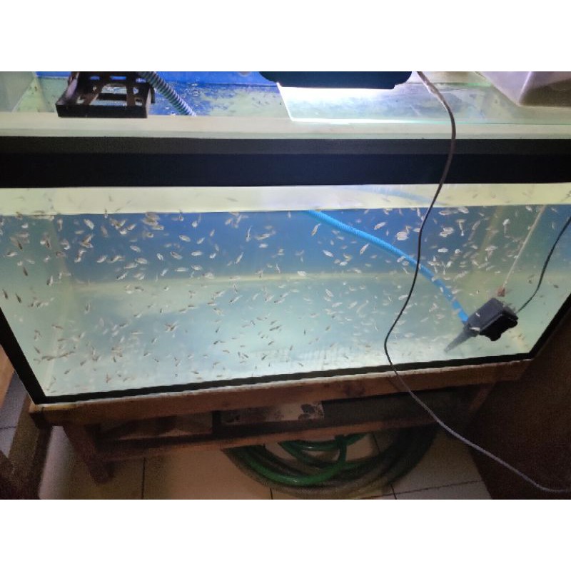 louhan lohan Kamfa f3 x cencu burayak 2cm sampai 3cm