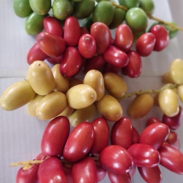 

Zj Kurma Muda 250 Grm Kurma Muda Kemuning Ready Arkanamarketht