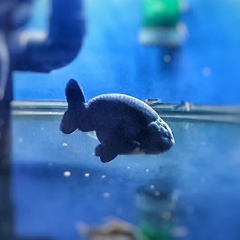 

Ikan Koki Black Ranchu SQ