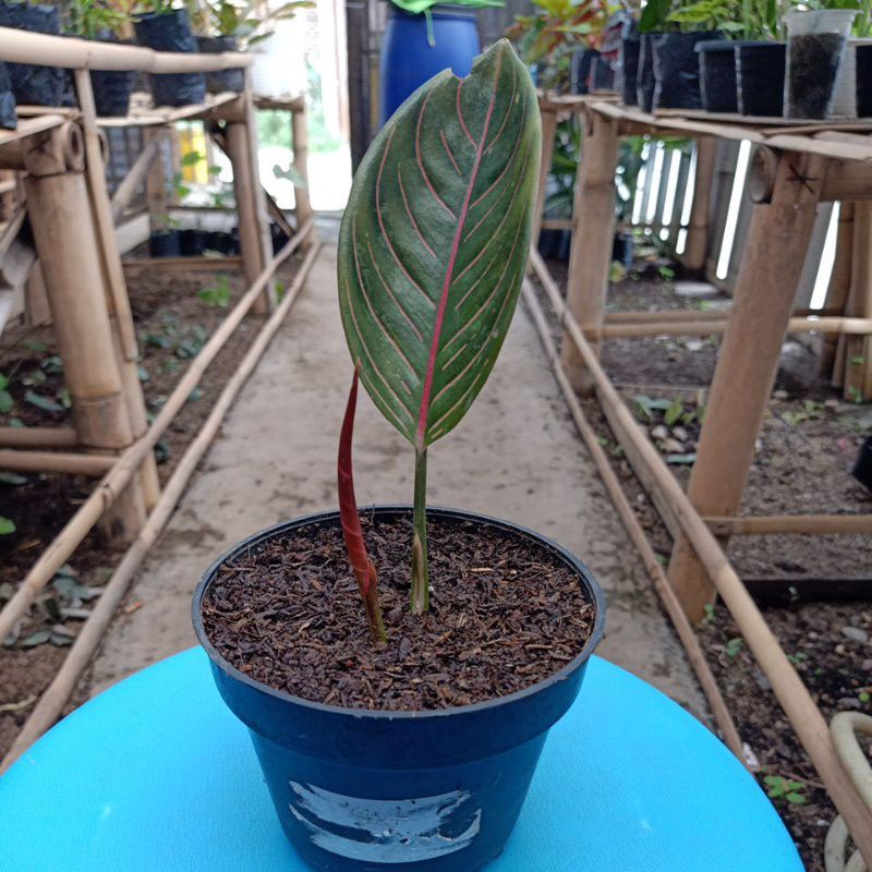 Aglaonema Pride of sumatra