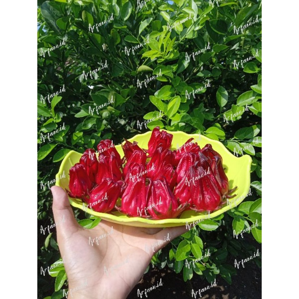 

KHUSUS P. JAWA ROSELLA MERAH Segar 1kg | Rosela Segar Fresh dari kebun 1kg