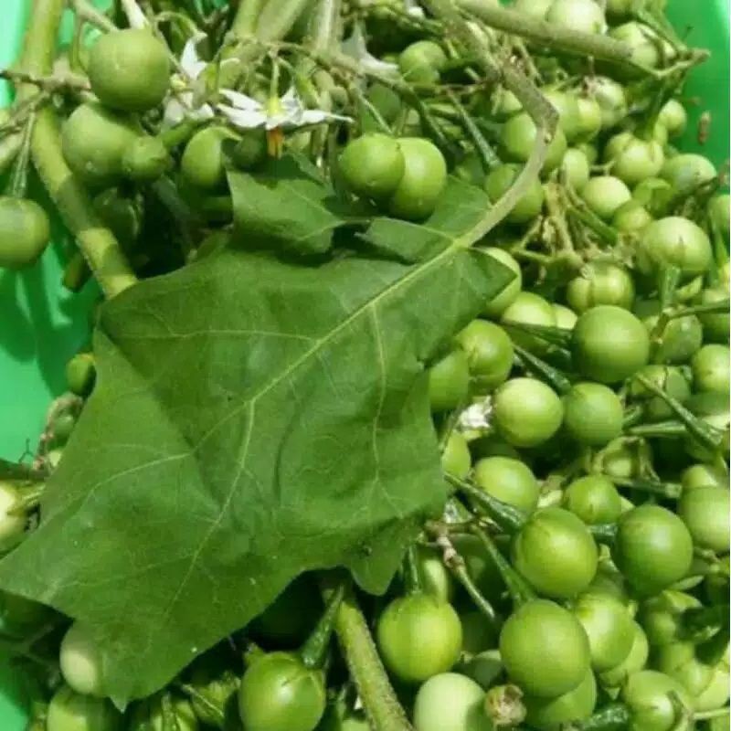 

Buah Cepokak/Takokak segar fresh 250 gram