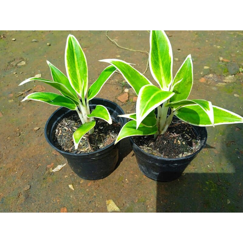 aglonema lipstik white