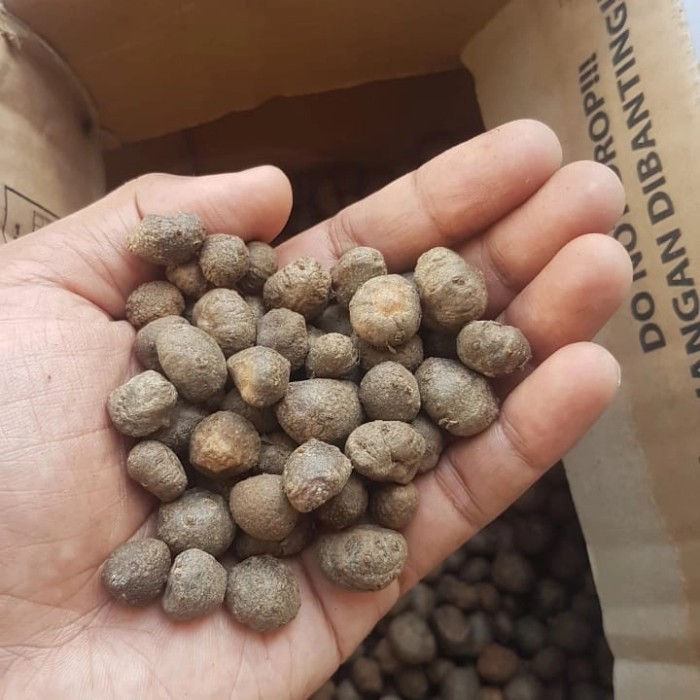 Porang Katak Super : Bibit Porang Katak | Porang Katak Benih Murah | Benih Katak Porang Super Asli D