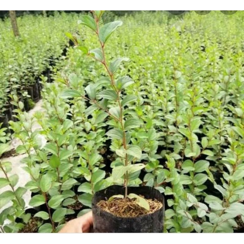 Pohon Bidara Arab Sdr(beli 5 bonus 1bibit)