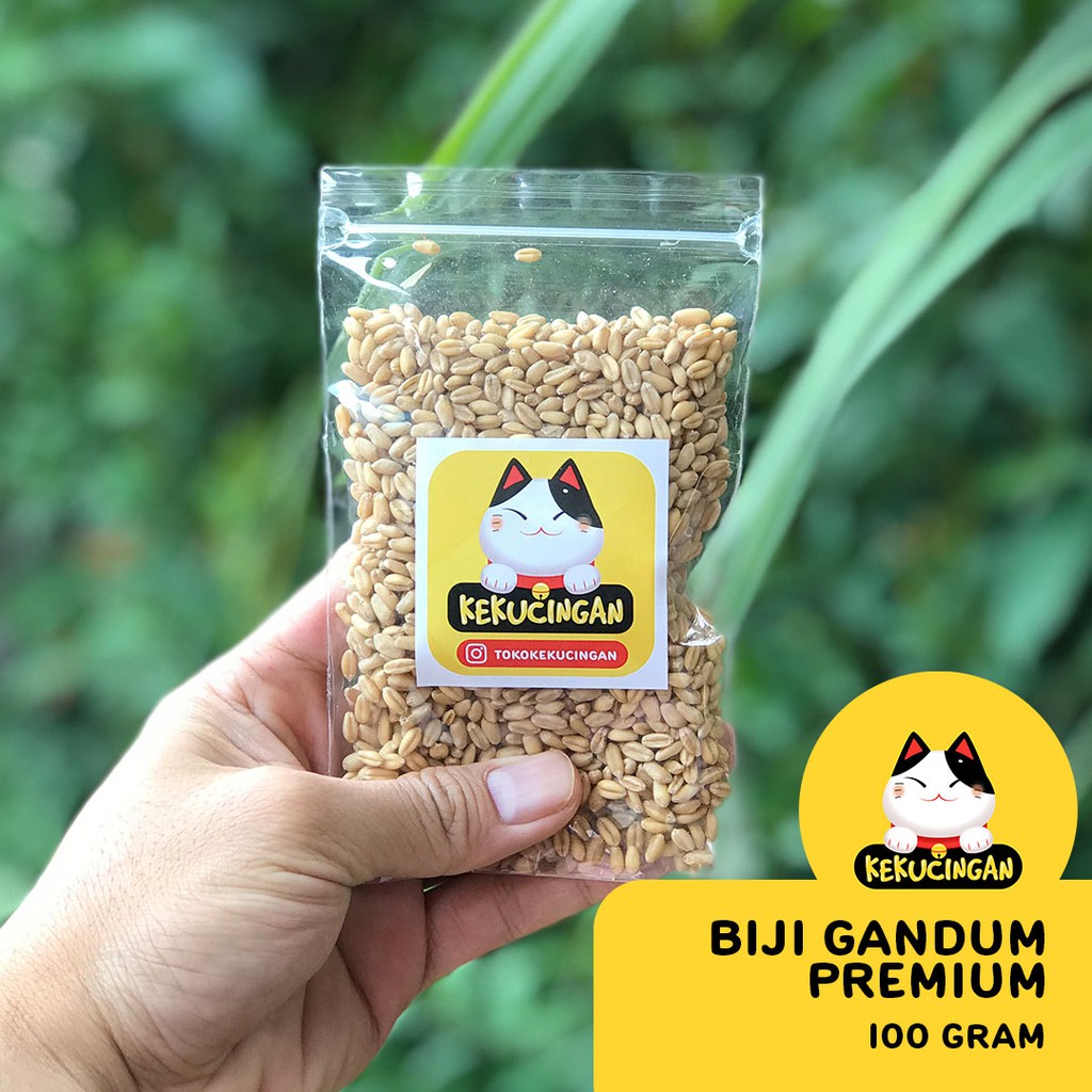 BIJI GANDUM Rumput Kucing KUNING PREMIUM Benih Wheatgrass 100 gram