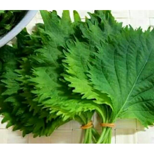 

Daun shiso